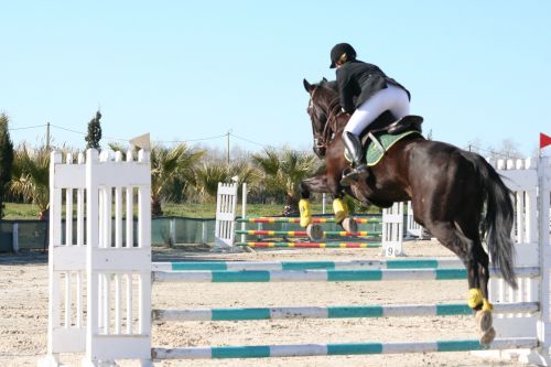 horse jumping black
