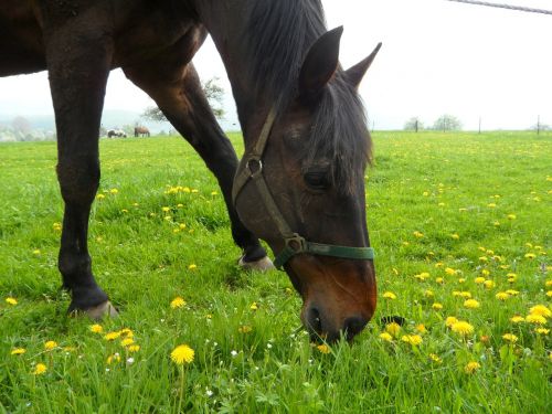 horse horse head graze