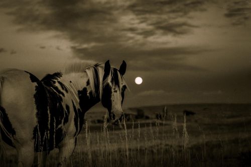 horse moon landscape