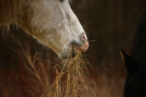 horse mold stallion