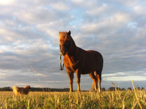 horse pony nature