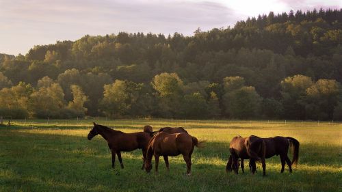horse animal meadow