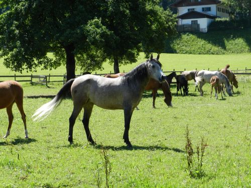 horse pasha herd of horses