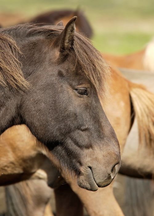 horse wild horse equine