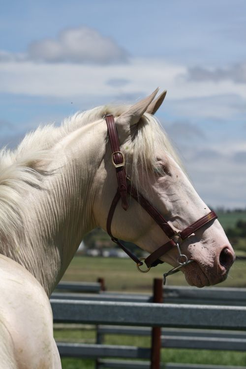 horse cremello blue eyes