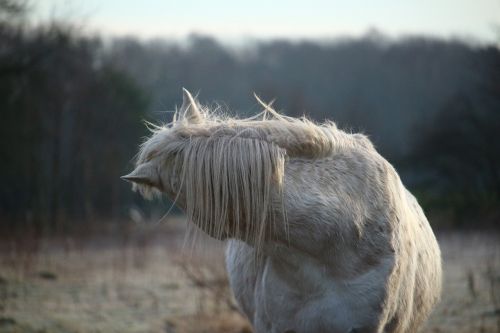 horse mold frost