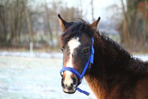 horse winter snow