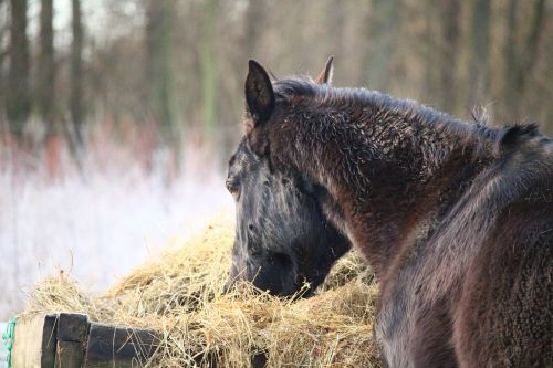 horse winter frost