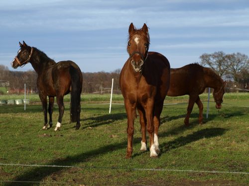 horse pasture nature