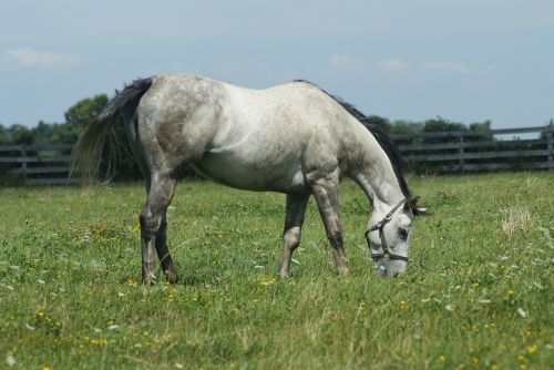 horse grazing grass