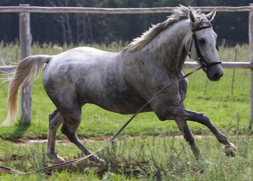 horse grey horse equine