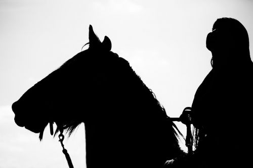 horse horse show equestrian