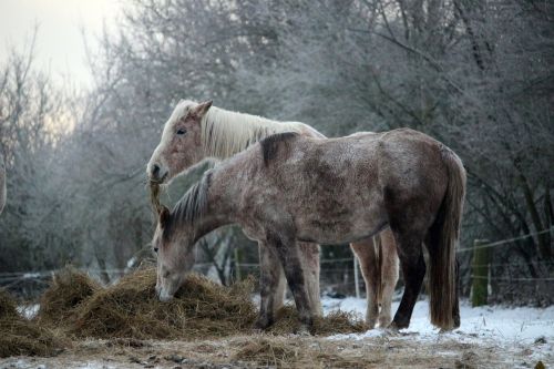 horse snow winter