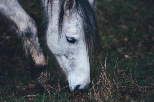 horse portrait animal