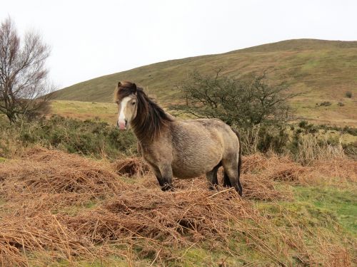 horse hillside grass