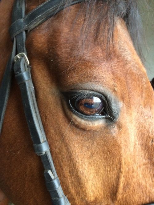 horse thoroughbred eyes