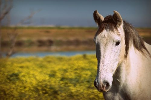 horse portrait nature