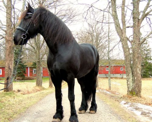 horse black animal