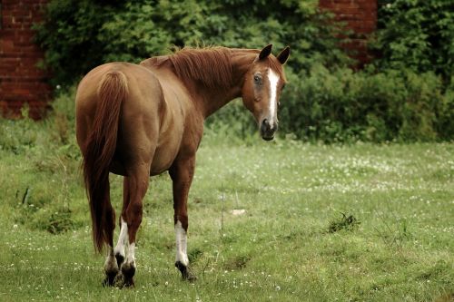 horse grass animal