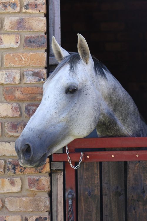 horse grey stallion