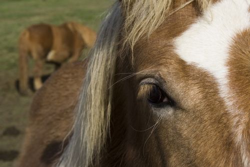 horse eye nature