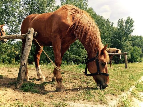 horse animals brown horse