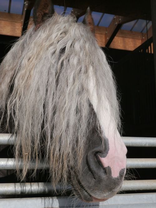 horse hairstyle overview