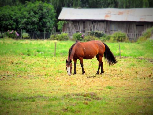 horse horse eating grass field