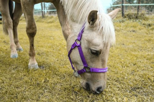 horse mare quarter horse