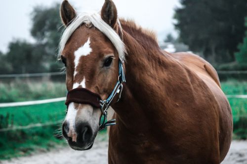 horse mare haflinger