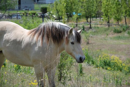 horse field farm