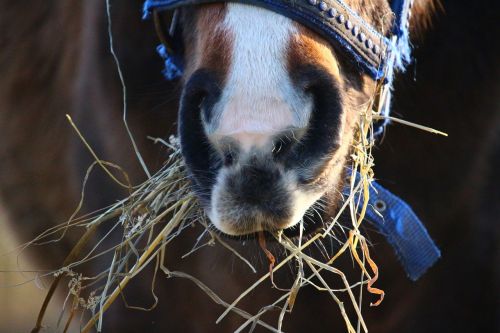 horse foot hay