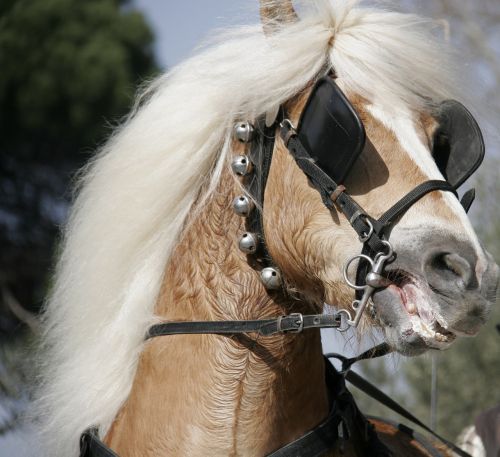 horse blond nervous