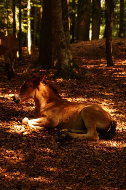 horse rest nap