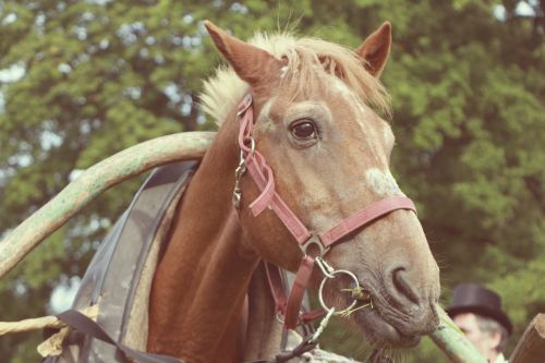 horse portrait vintage