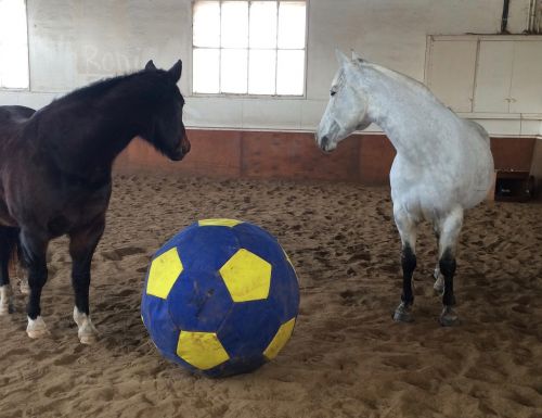 horse ball playing