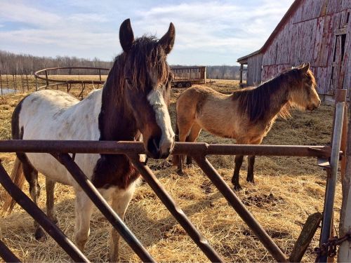 horse farm animal