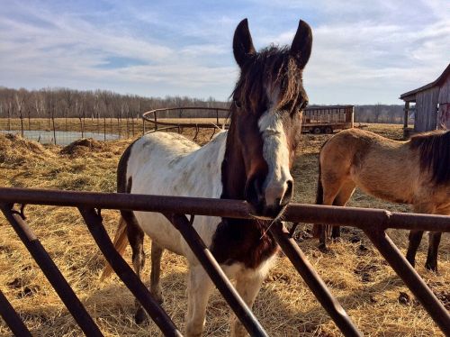 horse farm animal