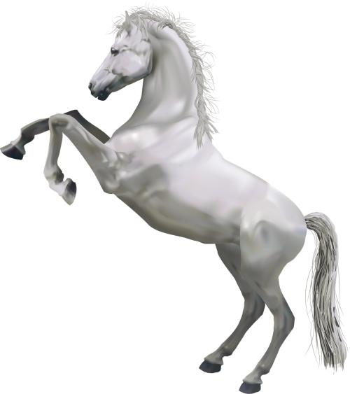 white shah horse