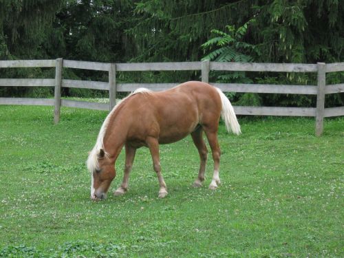 horse ranch farm