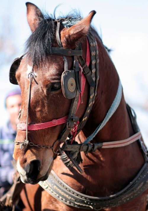 horse brown pet