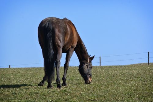 horse black nature