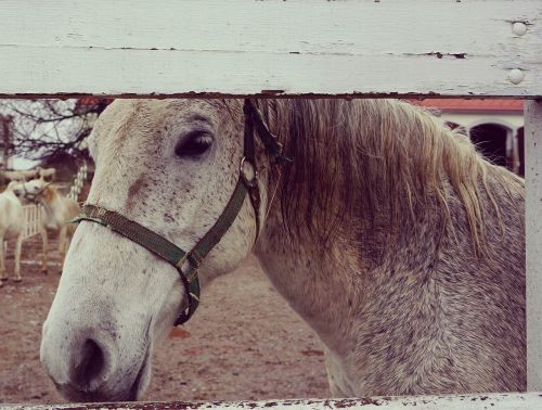 horse white wooden