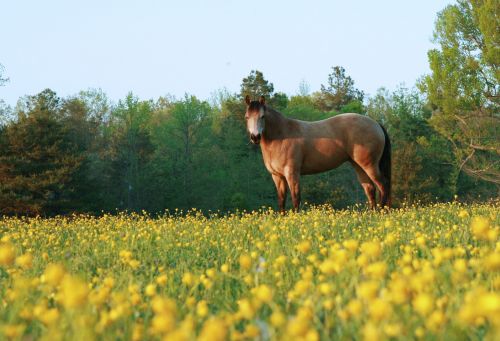 horse countryside rural