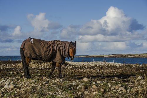 horse sea jacket