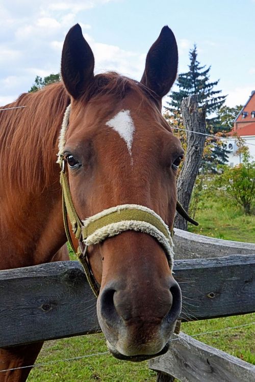 horse horse head brown