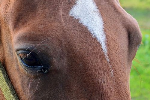 horse eyes horse eye
