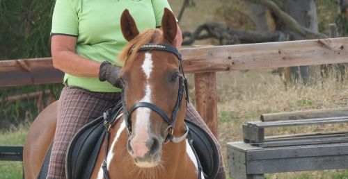 horse rider equestrian