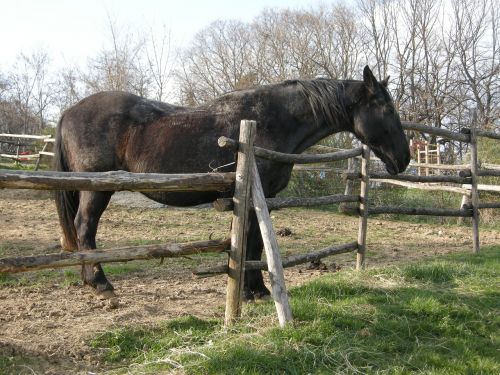 horse farm black horse