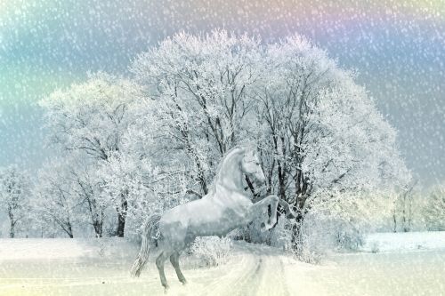 horse animal winter